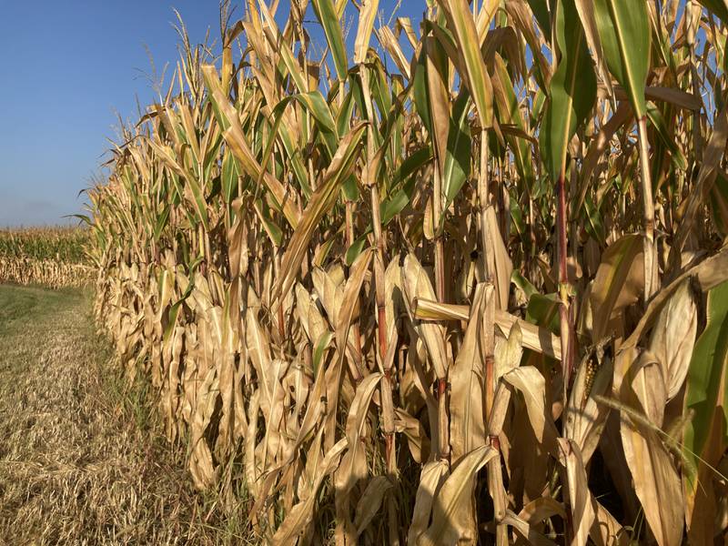 Illinois crop progress for Sept. 19, 2025.