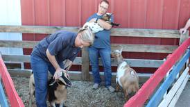Purchase sheep, goats from reputable breeder with similar management style