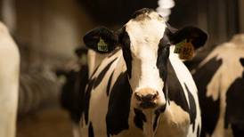 Three ways to better manage milk fever on the dairy