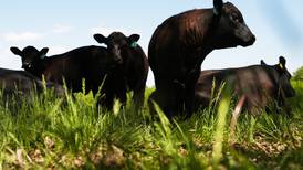 Before letting livestock loose, assess if pastures are truly ready