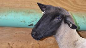 Make a first aid kit for sheep, goats