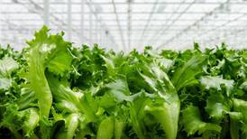 Hi-tech indoor farm in South Bend taking on lettuce market