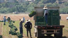 Immigration raids are threatening businesses that supply America’s food, Farm Bureaus say
