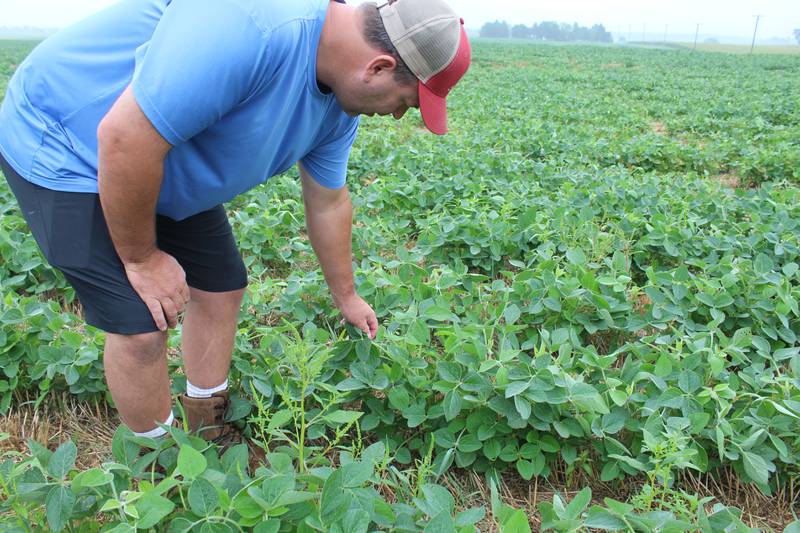 Berkeley Boehne checks on the double-crop soybeans on his farm in DeKalb County in north-central Illinois. The beans are starting to pod, and with the warm temperatures and timely rains in August, he is optimistic for good yields as long as there is no early frost.