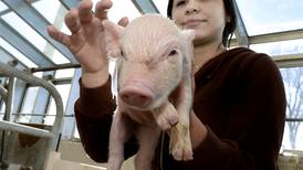 Streator High School ag students care for piglets