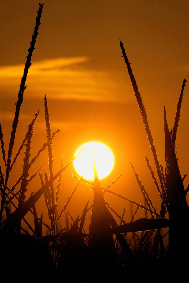 On the cover: The sun rises above corn stalks.
