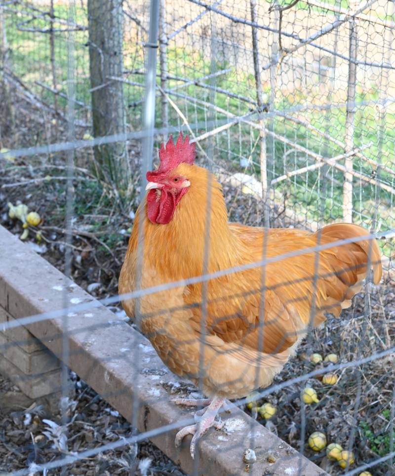 Indiana is a leading producer of poultry, eggs and poultry products. Nationally, Indiana ranks No. 1 in production of ducks, third in eggs, third in turkey production and is a significant producer of broilers.