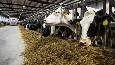 Bolster hypocalcemia prevention with calcium boluses