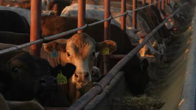 Work continues to keep New World screwworm out of country