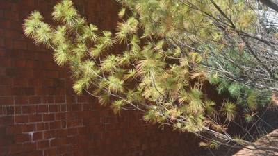Signs of white pine decline: When to worry about needle drop