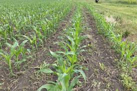 Indiana crop progress for week ending June 15