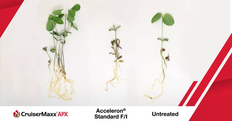 Soybeans treated with CruiserMaxx APX show more powerful Pythium protection, robust root mass and faster emergence versus soybeans treated with older seed treatments or untreated soybeans.