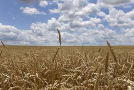 Hamilton, Montgomery top wheat yielders