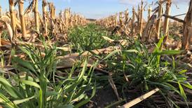 Diverse groups support cover crop program expansion