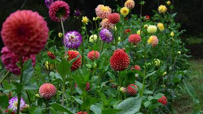 Calendar: Millstream Farm hosts cut flower tour