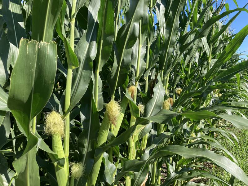 Indiana crop progress for Aug. 1, 2025.
