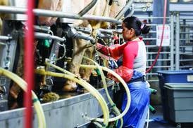 What every dairy should know before starting a rotary parlor