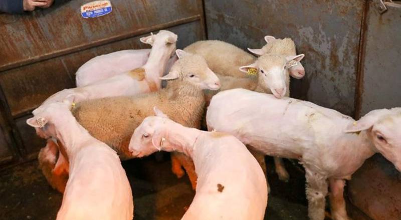 Beginner and advanced sheep shearing classes will be available March 14.