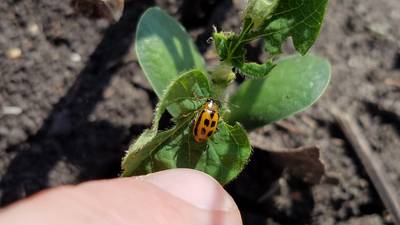 Using insecticide as add-on impacts ROI: study