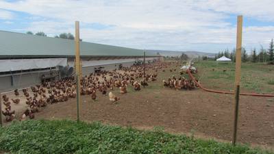 Extension Notebook: Managing your poultry flock during hot weather