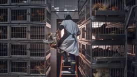 Keeping flocks safe from avian influenza