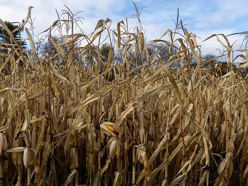 E15: Fueling energy security and farm viability