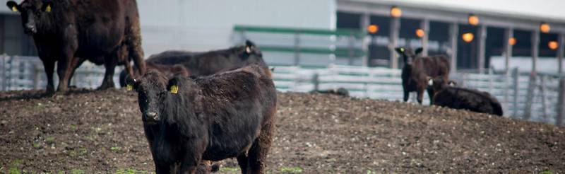 Purdue Extension, in partnership with the National Cattlemen’s Beef Association, will host Beef Quality Assurance trainings and certification opportunities Oct. 29 and Nov. 19.