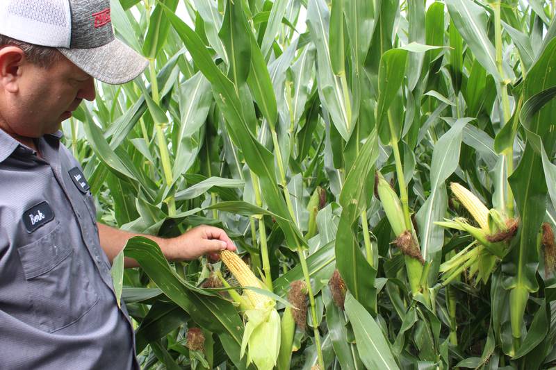 Berkeley Boehne checks on the development of ears in his cornfield in DeKalb County in north-central Illinois. Although they may not be record-breaking, he is expecting high yields this year and the crops look like they are on track for an earlier fall.