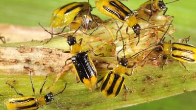 Overusing rootworm-resistant corn is not ideal