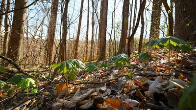 Yellowwood State Forest to expand