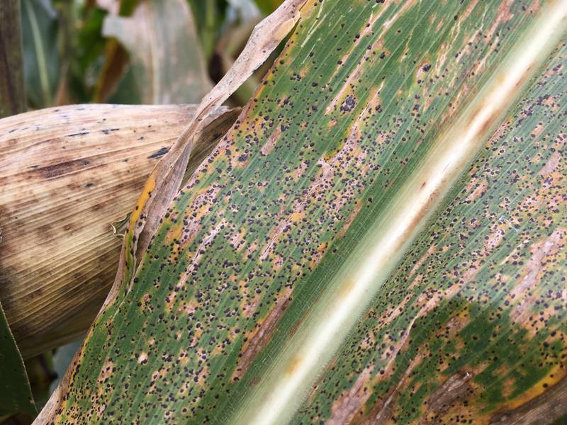 Tar spot infected corn leaves feature black and circular spots known as fungal fruiting structures called stromata, each of which can produce thousands of spores.