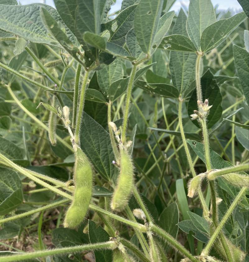 Illinois crop progress.