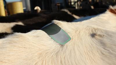 Proper development, accurate estrus detection and early breeding help maximize heifer productivity