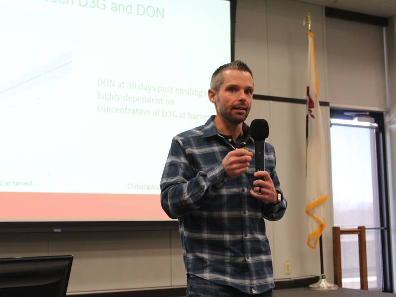 Mycotoxins in corn silage cause problems in dairy rations