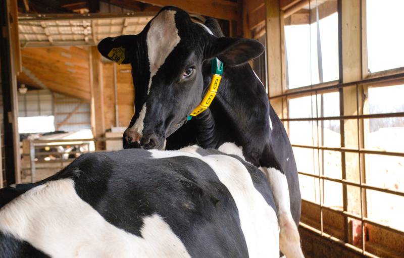 Monitoring systems track multiple heat expression behaviors — standing, mounting, chin resting, sniffing and increased activity — providing objective data for confident breeding decisions.