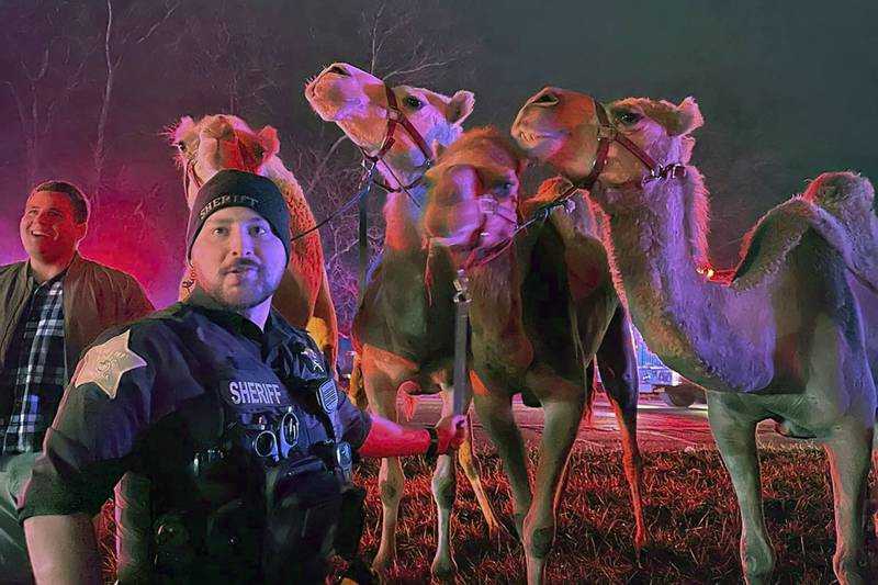 In this photo provided by Grant County Sheriff's Office, animals are rescued by emergency responders after a truck fire near Marion, Ind., early Saturday, Jan. 27, 202.   A truck hauling zebras and camels for a series of weekend circus performances caught fire early Saturday on the northeastern Indiana highway, prompting a police rescue of the animals. Sgt. Steven Glass with Indiana State Police says the tractor-trailer caught fire about 2 a.m. along Interstate 69 in Grant County about 60 miles northeast of Indianapolis. (Grant County Sheriff's Office via AP)