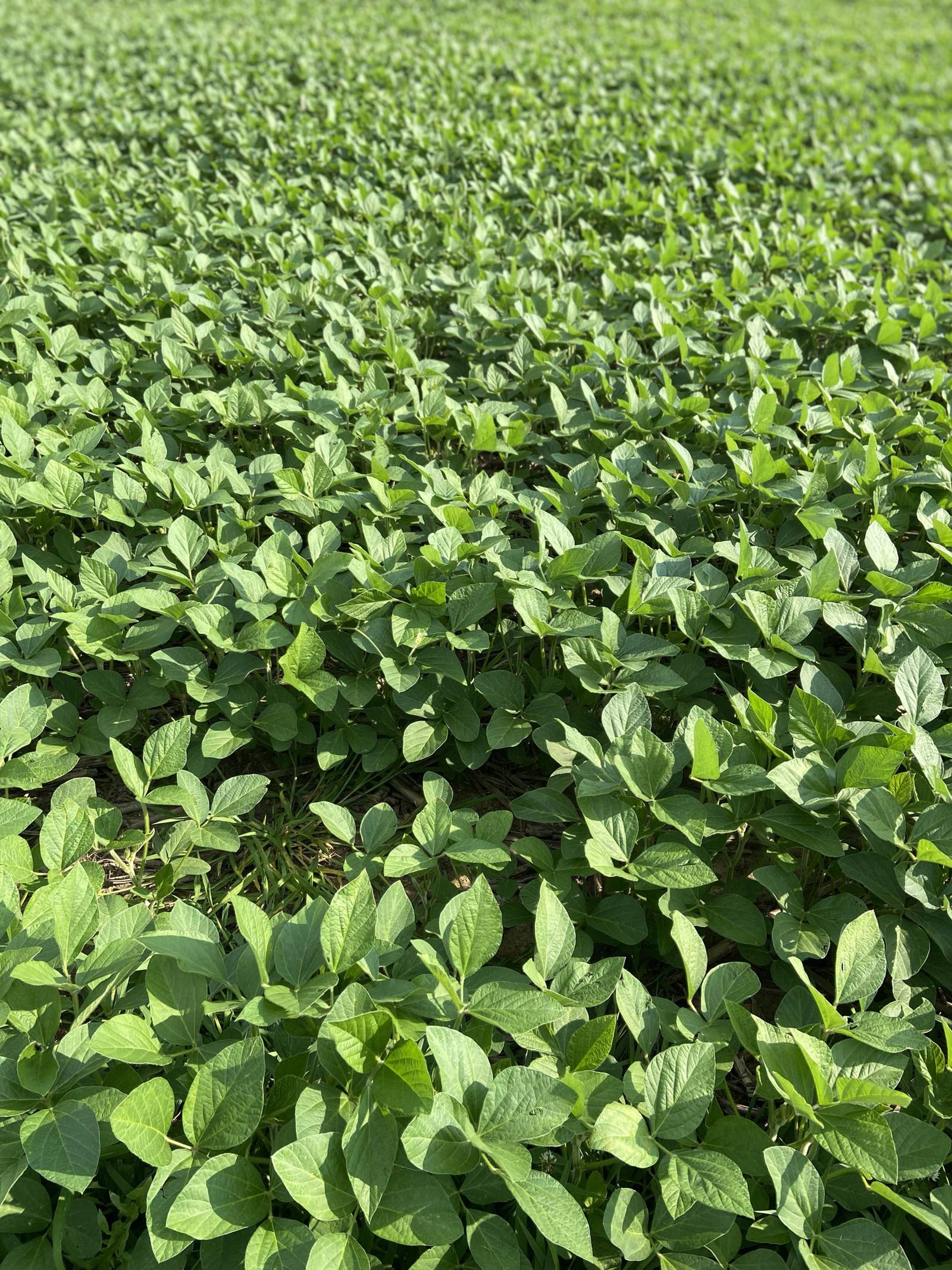 History of the soybean Learn about soy’s journey in U.S. AgriNews