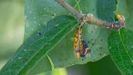 Invite good insects into the garden to battle pests