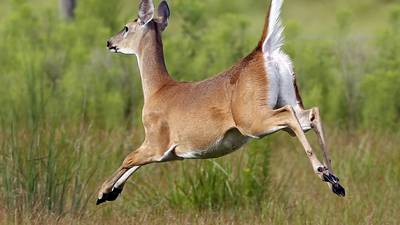 Nuisance deer bill signed into law