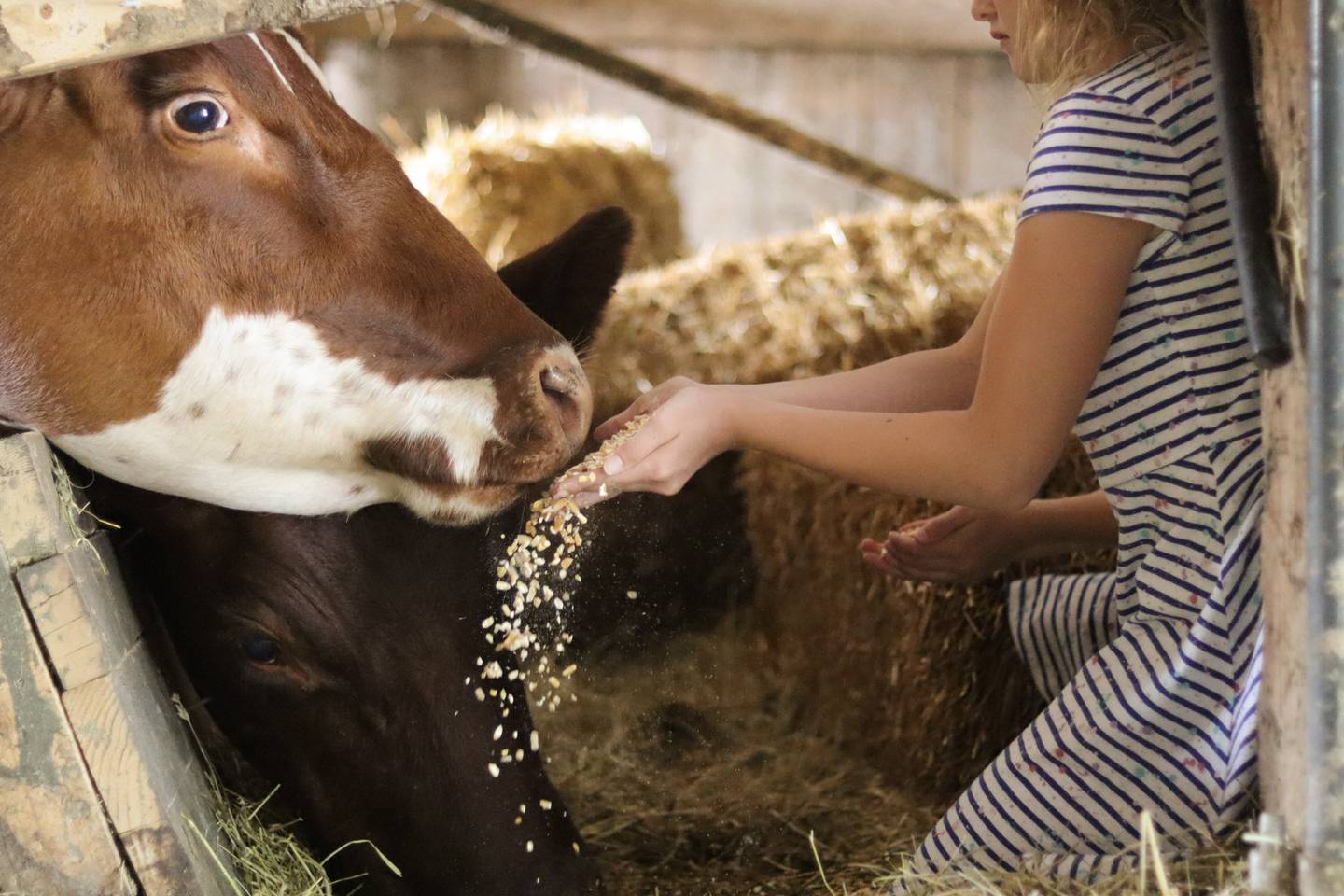 A girl feeds a cow in the third-place photo by Linsie Middlesworth.