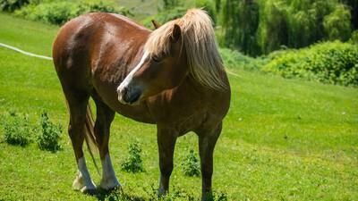 Horse disease found in Michigan