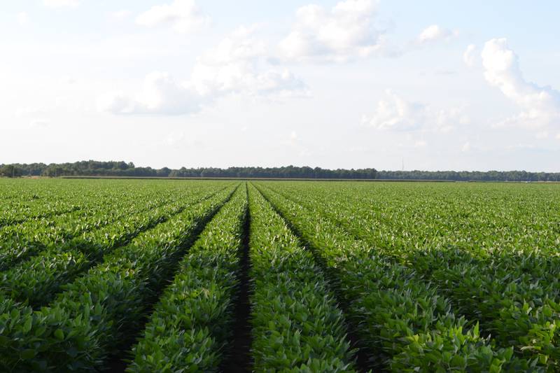 From biofuels to concrete sealant, soy has many uses.