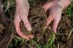 Cover crops help to increase soil biology