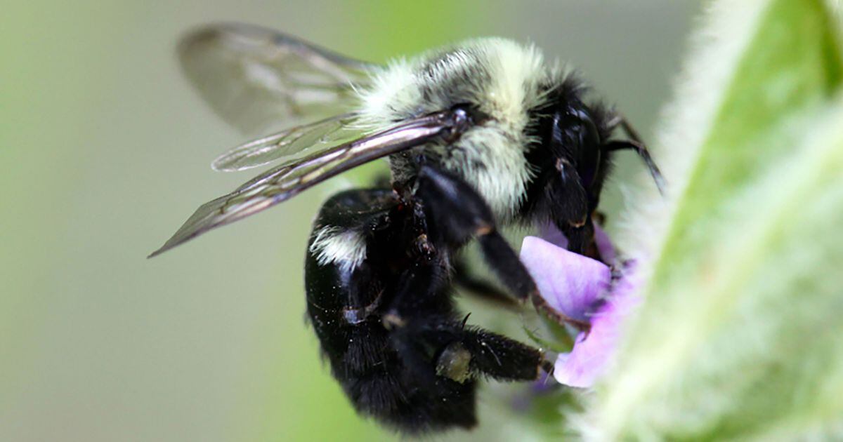 Pollinating insects can help soybean yields AgriNews