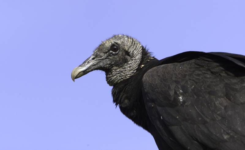 A black vulture perches on a fence post. Like the more common turkey vulture, the black vulture feeds off dead animals, but unlike the turkey vulture, it also attacks live animals. Cattle producers have reported that newborn calves are particularly vulnerable to fatal attacks.