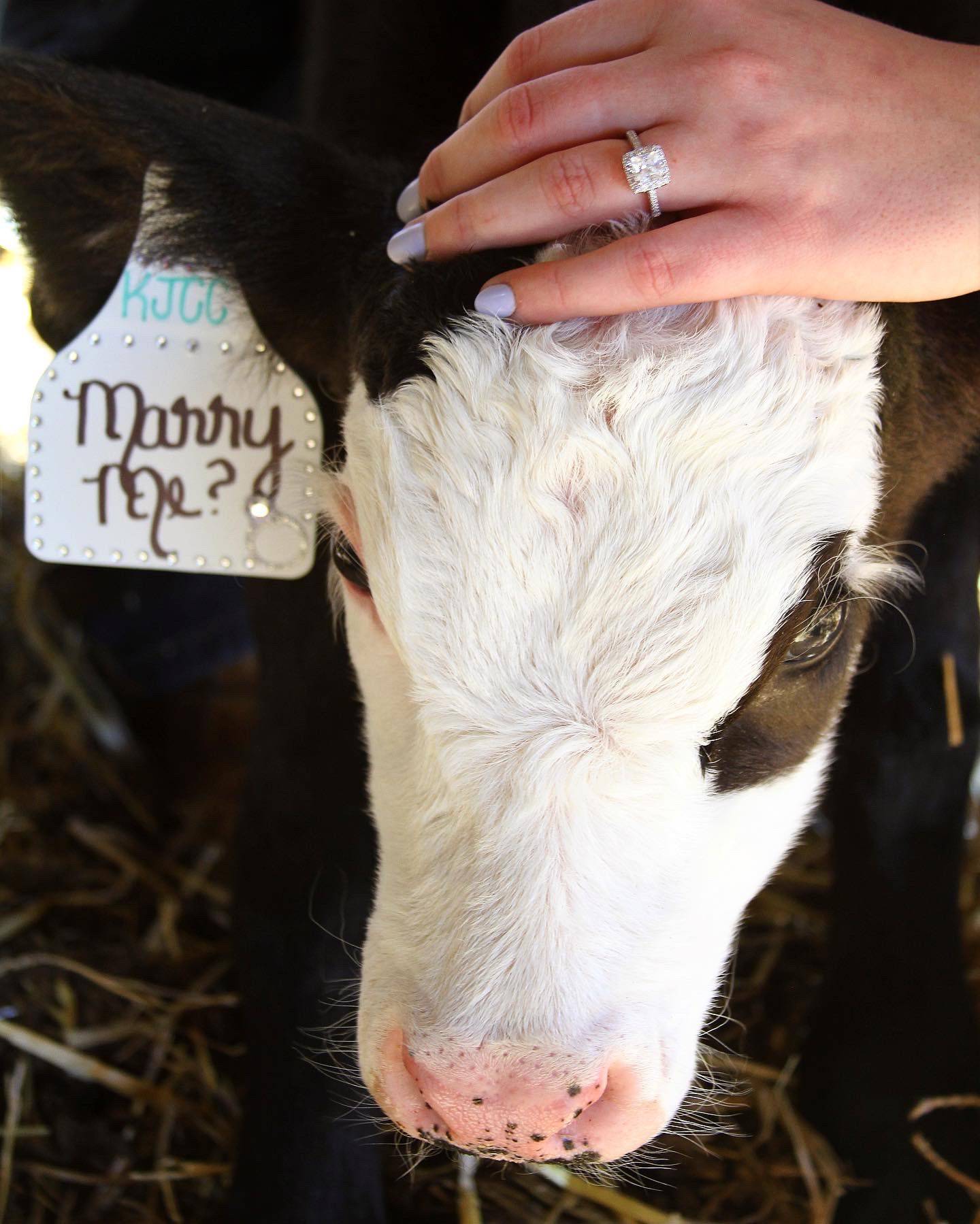 “Marry Me?” — Alexis Noel: “When you go to tag the new calf, but it already had a tag!”