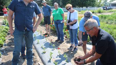 Struvite offers farmers phosphorus source