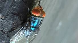 Threat of a devastating pest is knocking at our door