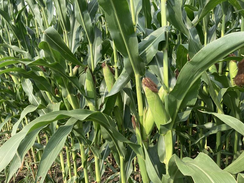 Illinois crop progress for week ending Aug. 10.
