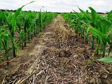 Cover crops provide opportunity for enhanced weed control